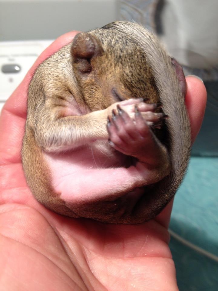 bebe esquilo resgatado