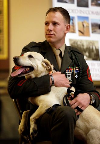 cadela labrador com soldado americano
