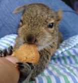 dando comida na boca para esquilo