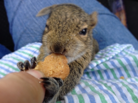 dando comida na boca para esquilo