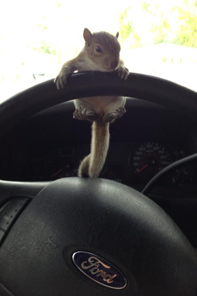 esquilo no volante do carro