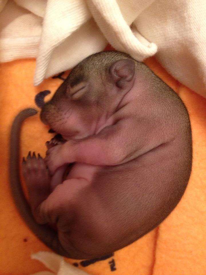 esquilo recém-nascido