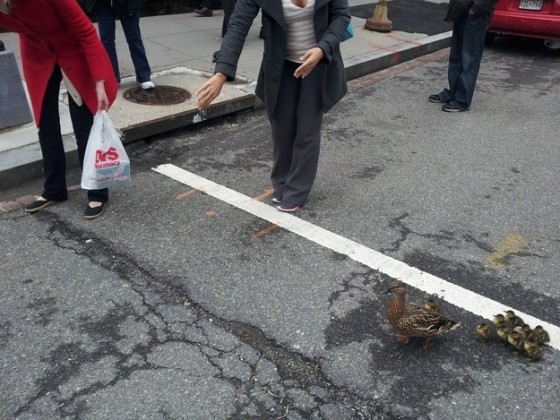 pessoas ajudando patinhos a atravessar a rua com segurança