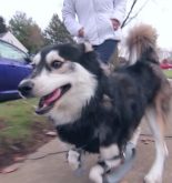 cachorro corre pela primeira vez após ganhar prótese 3D