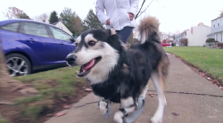 Cachorro corre pela primeira vez após ganhar prótese 3D