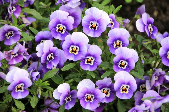 como cuidar de violetas