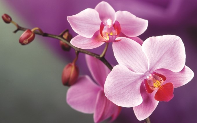 Como Cuidar de Orquídeas: Guia Especial