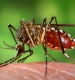dengue causas sintomas tratamentos mosquito aedes aegypti marrom