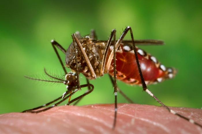 Dengue: Causas, Sintomas e Tratamentos