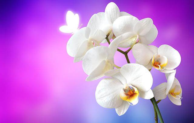 orquidea flor presente mae