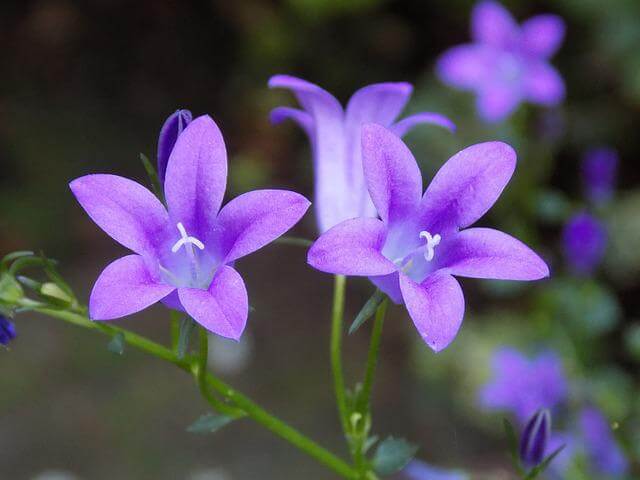 violeta flores para dia das maes