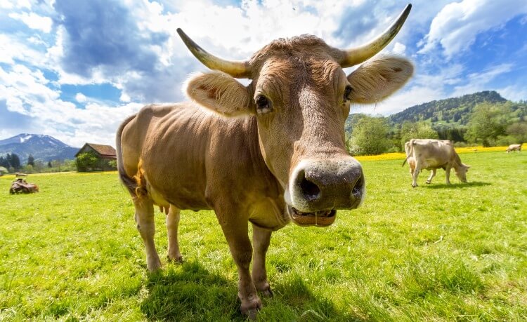 Doença da Vaca Louca no Brasil é verdade ou boato RJ Niterói
