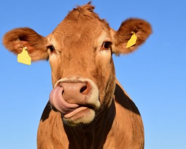 Doença da Vaca Louca no Brasil: É verdade ou boato?