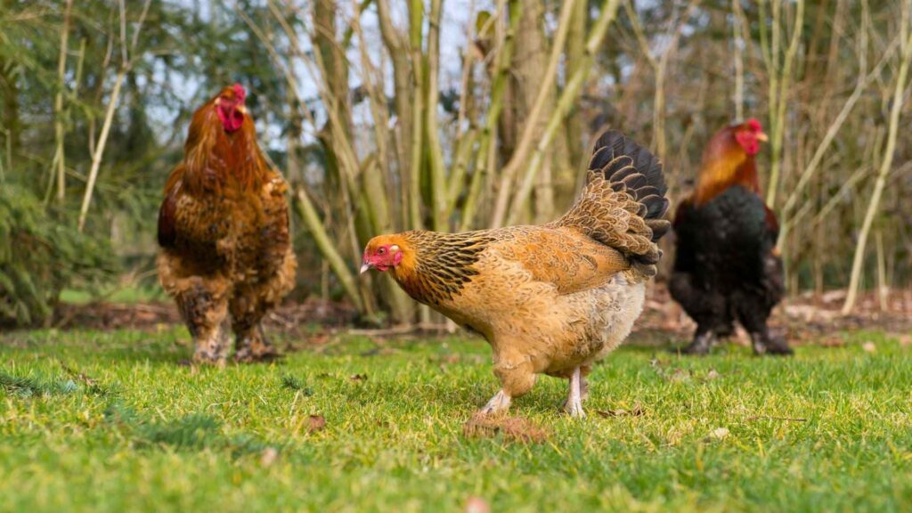 Quais as melhores raças de galinha para produção de ovos.