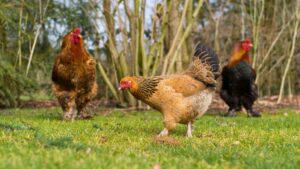 Quais as melhores raças de galinha para produção de ovos.